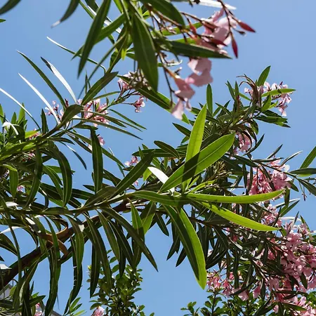 Seaview Lido Terrace Alghero