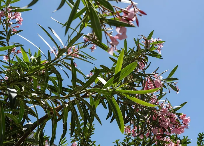 Seaview Lido Terrace ألغيرو